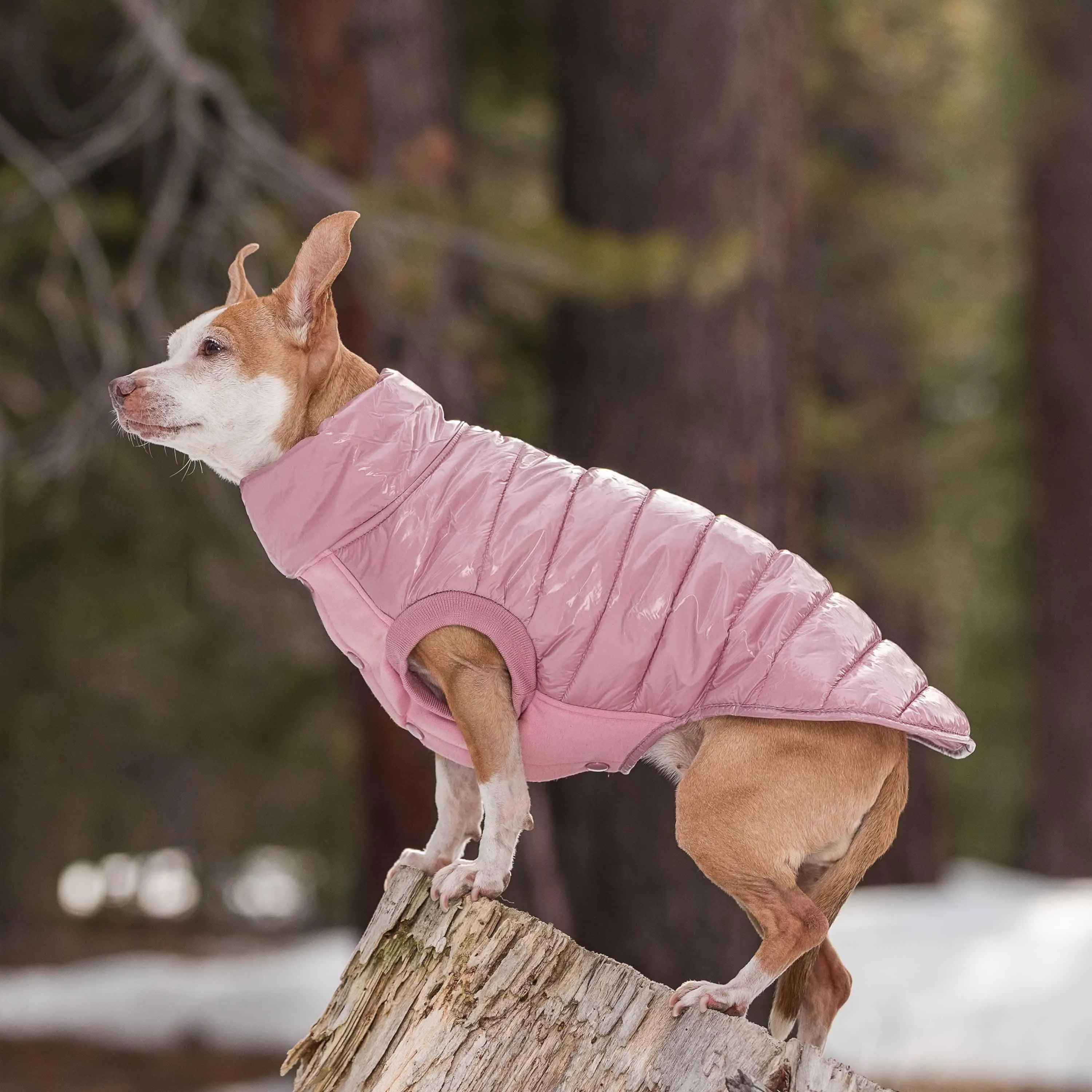 All-weather Quilted Glossy Dog Puffer Jacket